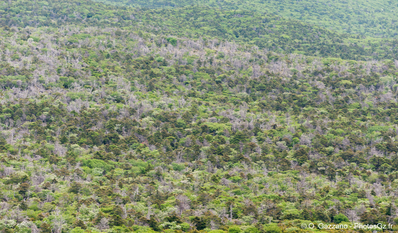 Forée de Jeju / En rando vers le sommet du volcan